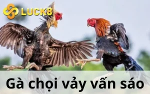 Gà Chọi Vảy Vấn Sáo