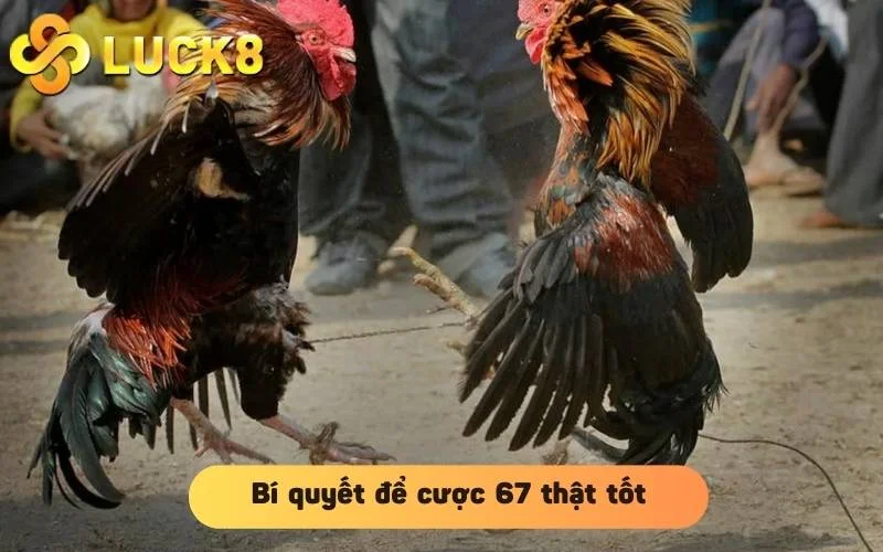 Bí quyết để cược 67 thật tốt