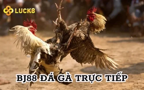 Bj88 đá gà trực tiếp