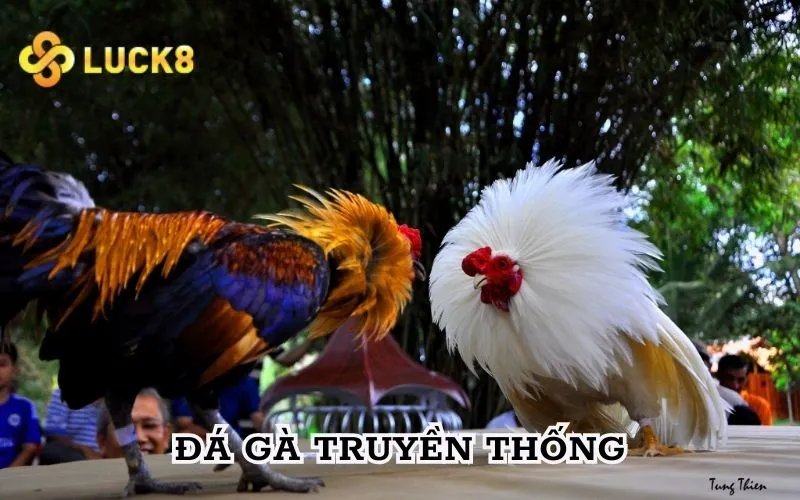 Hình thức đá gà truyền thống phổ biến và quen thuộc