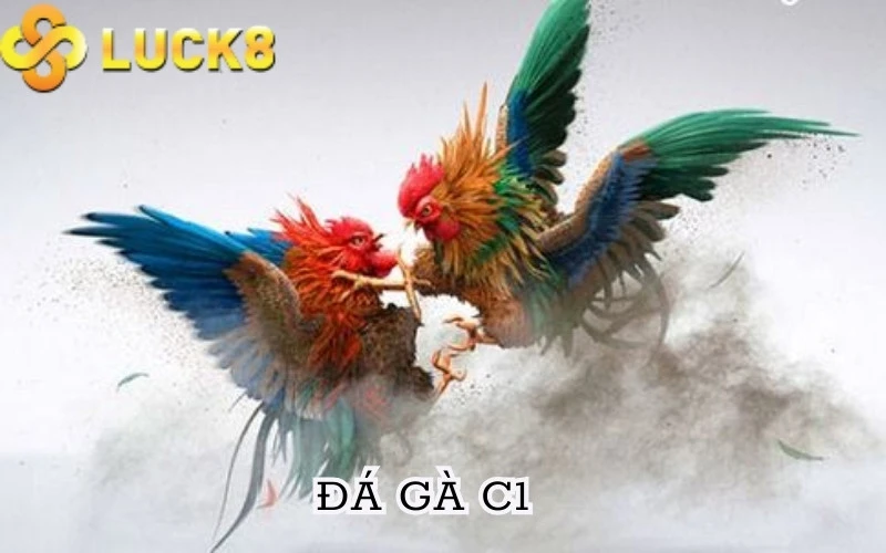 Đá gà C1 là gì