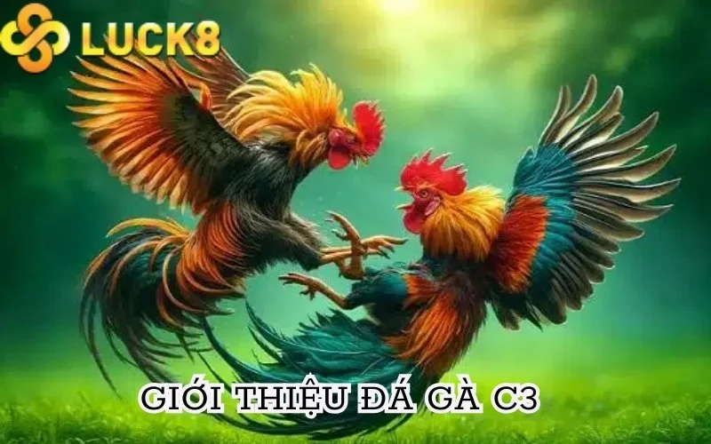 Giới thiệu đá gà C3