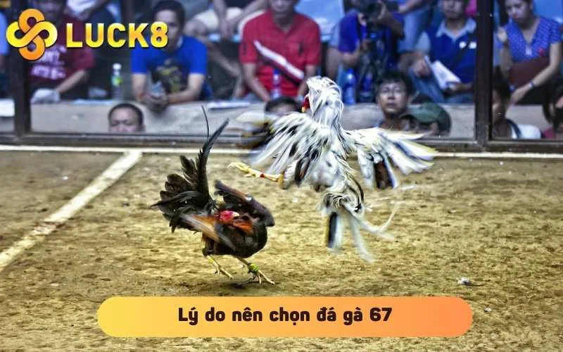 Lý do nên chọn đá gà 67