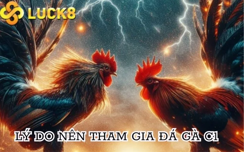 Lý do nên tham gia đá gà cúp c1